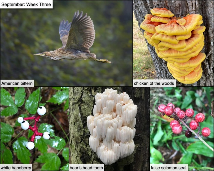 September nature