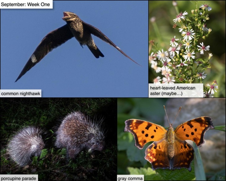September nature