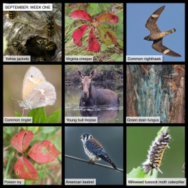 September Nature thumbnail