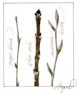 twigs_w.jpg thumbnail