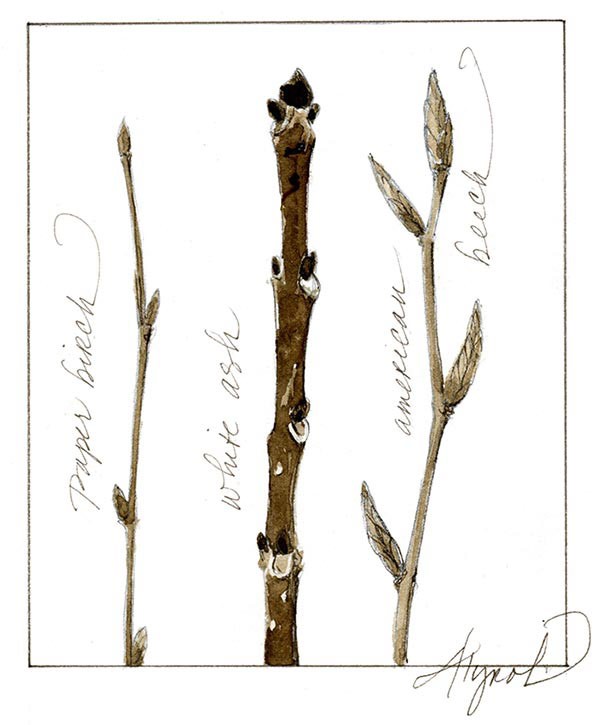 twigs_w.jpg