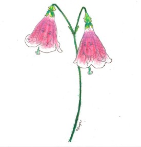 twinflower1.jpg thumbnail