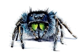 Bold jumping spider thumbnail