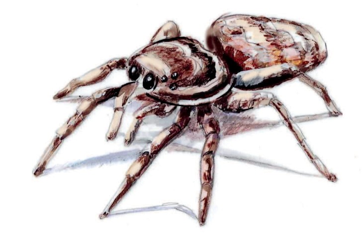 Tan jumping spider