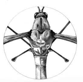 Winter crane fly thumbnail