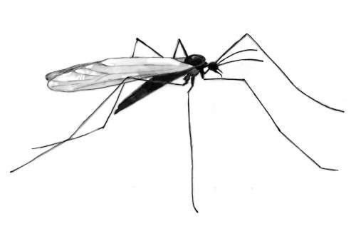 Crane fly