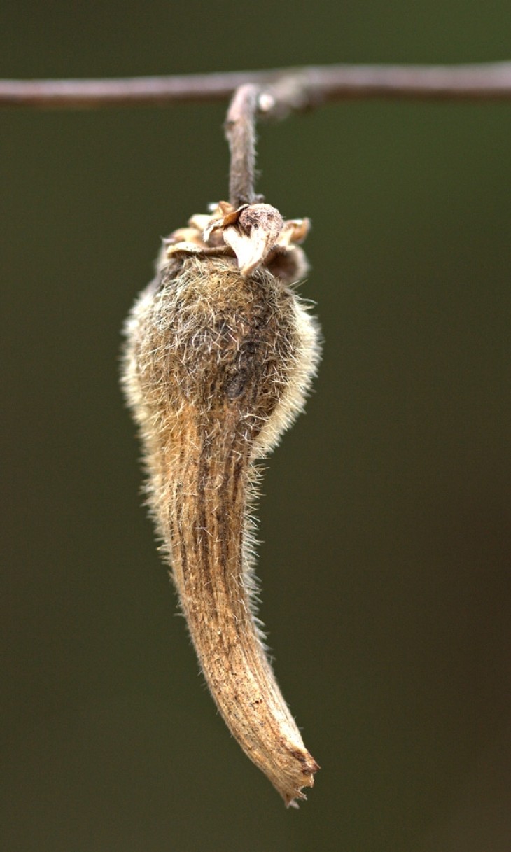 unknown_pod.jpg Image