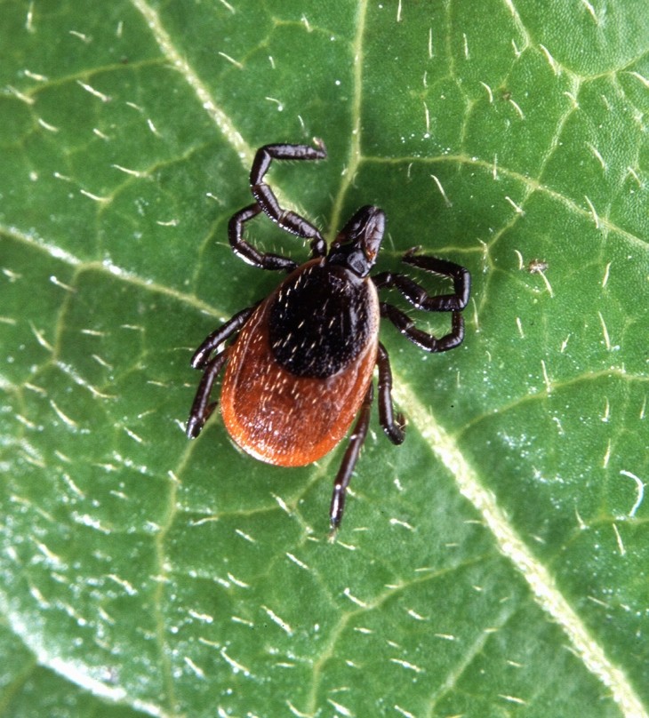 Female Tick
