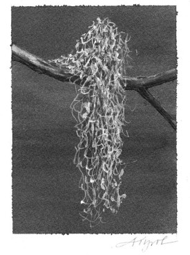 usnea_.jpg thumbnail