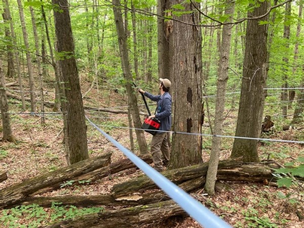 Bird-Friendly Maple