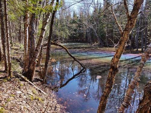 Vernal pool