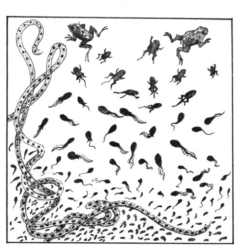 Vernal_pools.jpg