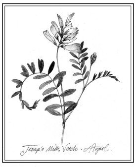 vetch_web.jpg thumbnail