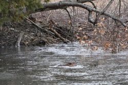vins_beaver11_30_15_web9.jpg