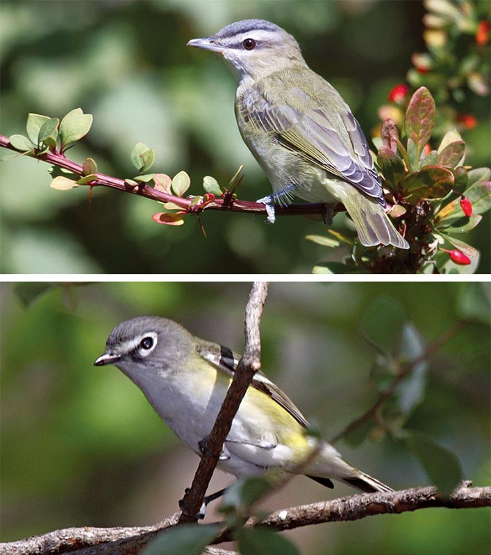 Birds in Focus: The Vireo Challenge