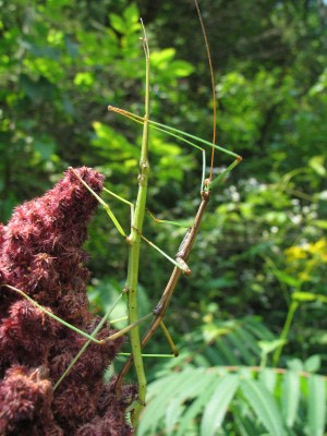 Plant-Eating Apparitions