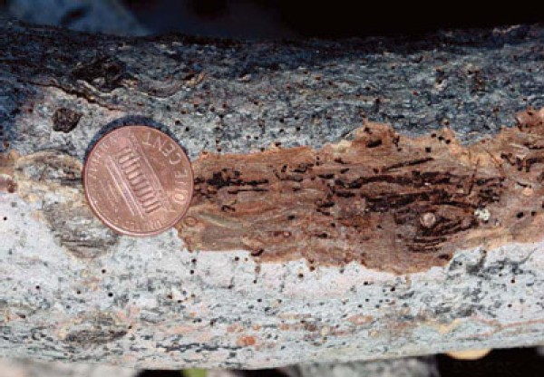 New Disease Threatens Black Walnut