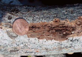 New Disease Threatens Black Walnut thumbnail