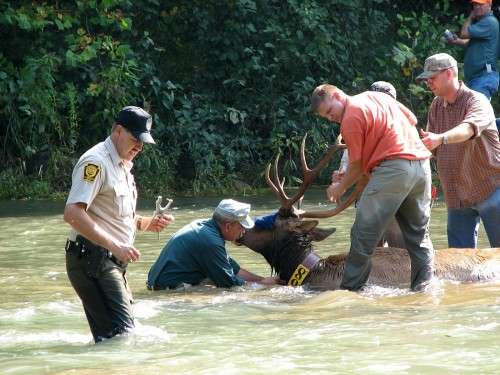 Walt Cotrell and elk