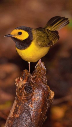 An Ode to Warblers Photo: Bryan Pfeiffer