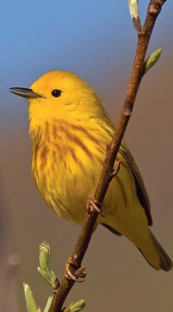 An Ode to Warblers Photo: Bryan Pfeiffer