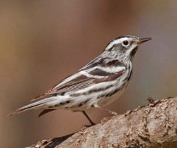 An Ode to Warblers Photo: Bryan Pfeiffer