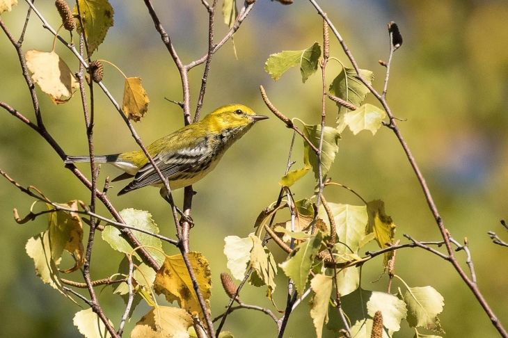 Warbler in tree