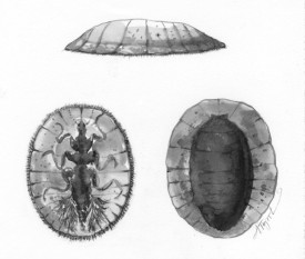 water_penny.jpg thumbnail