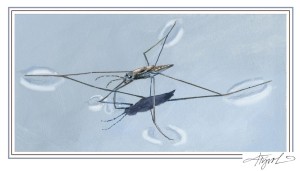 How Water Striders Manage Raindrops thumbnail