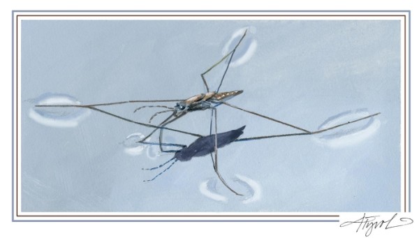 How Water Striders Manage Raindrops