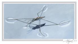 How Water Striders Manage Raindrops thumbnail