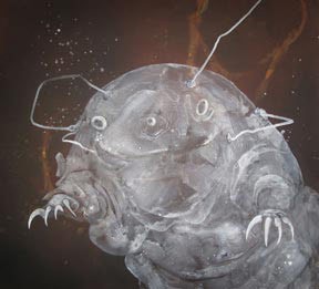 Water bears: Cute Little Survivors are Everywhere thumbnail