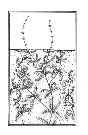 Invasive Plants and Animals thumbnail