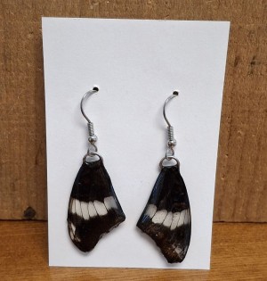 WE-ADMIRAL-ripples.jpg thumbnail