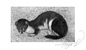 weaselpix_300_1.jpg thumbnail