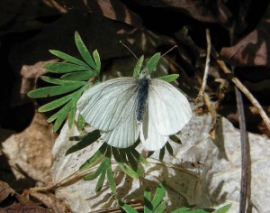 Managing Forests for Pollinators thumbnail