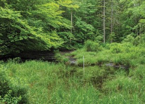 Monitoring an Island of Water in a Sea of Forest thumbnail