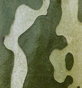 whatshapecouldthisbee.jpg thumbnail