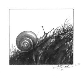 white-lipped_land_snail.jpg thumbnail
