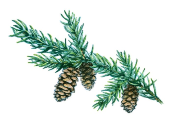 White spruce