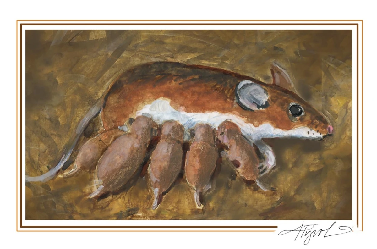 white footed mice