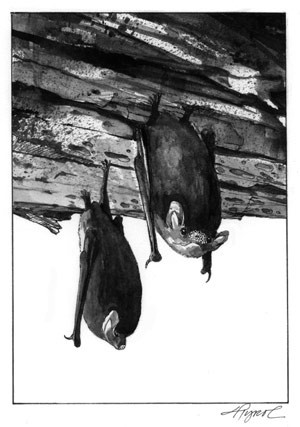 Bats Take It on the Nose thumbnail