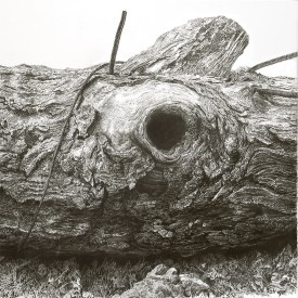 White Oak thumbnail