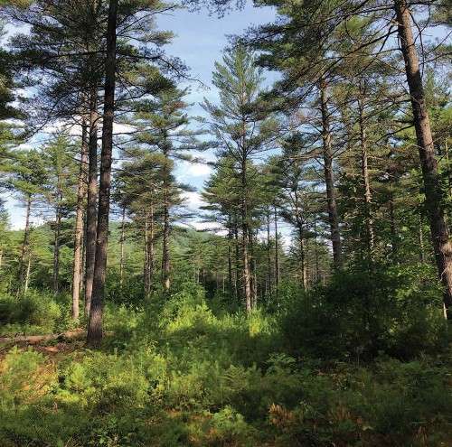 White pine harvest