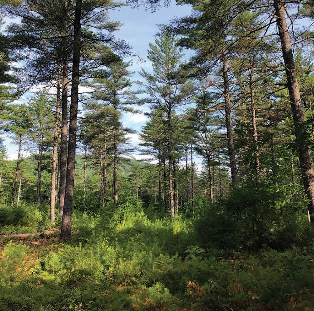 A Family Woodlot Takes Shape