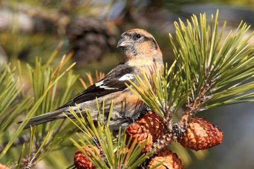 White winged crossbill