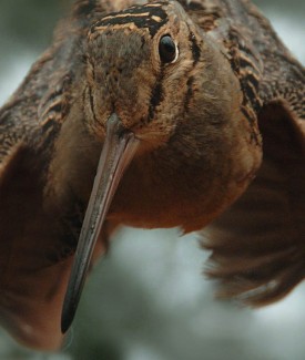 whitehead_woodcock.jpg thumbnail