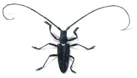 Whitespotted_Sawyer_.jpg thumbnail