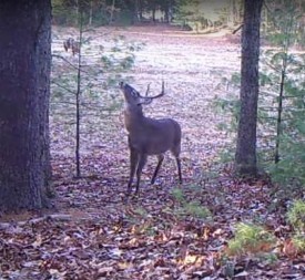 The Whitetail Rut thumbnail