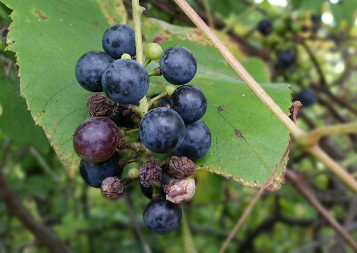 Wild Grapes: Vital Fruits